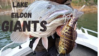 Swimbaiting Giant Lake Eildon Murray Cod