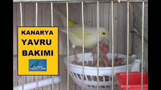 Kanaryaların Yavrusu Çıkınca Ne Yapılmalı ? | Yavru Bakımı