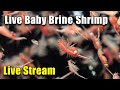 [LIVE]  Setting up A DIY Live Baby Brine Hatchery Live! Plus FIsh Q&A and a Giveaway!