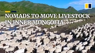 How China’s nomadic herdsmen move their livestock in summer