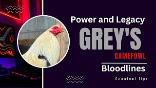 Exploring the Power and Legacy of Grey Gamefowl Bloodlines