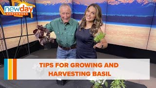 Tips for growing and harvesting basil - New Day NW