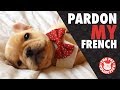 Pardon My French | French Bulldog Video Compilation