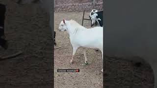 White Barbara Goat Breed||Splendid creatures