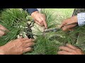 how to prune pine in autumn　松の剪定 2017秋 　葉もみ　②　oct.2017　p1020831