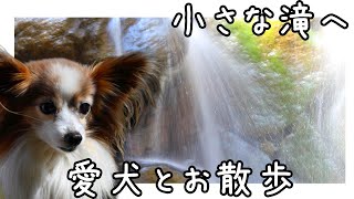 【これでも横浜市最大級‼️】愛犬とかわいい滝にお散歩へ行ってきたよ🐶マイナスイオンで娘が若返る【犬vlog】