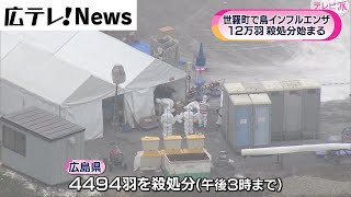 広島県世羅町で鳥インフルエンザ　殺処分始まる