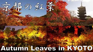 [4K] 京都 紅葉 Autumn Leaves in KYOTO 東寺 智積院 清水寺 高台寺 永観堂 日中～夕暮れ時～夜間拝観(ライトアップ)