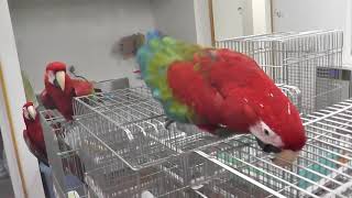 ベニコンゴウインコ達！