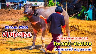 25 ก.พ.2565เปิดราคาควายงาม สาวท้องแรก ลูกสาวหยกขาว ลูกสาว9เจริญ อ.กุมภวาปี จ.อุดรธานีโทร.061-4541518