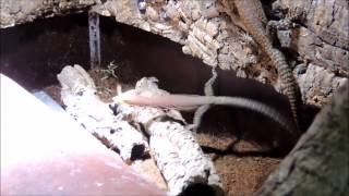 digging up CBUK Pilbara rock monitor (Varanus pilbarensis)