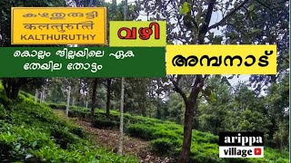 Tea estate in kollam ambanad hills കൊല്ലം ജില്ലയിലെ തേയില തോട്ടം# kollam#ambsnad#kazhuthurutty# tea#