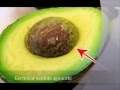 Como germinar y sembrar semilla de aguacate