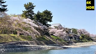 4K HDR【桜満開/京都府宇治市/宇治橋上流/2022】4/8(金)