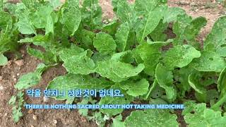 텻밭이야기1,  씨뿌린 작물들이 자랐네요, 울타리콩 효능,Seed crops grew, hedge bean efficacy,