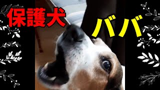 【保護犬】バナナが家族になって5年、いろいろありました。