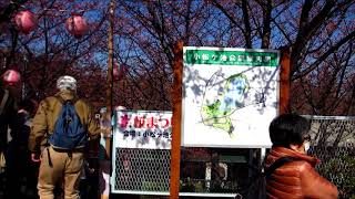 三浦海岸河津桜開花状況・2018年2月17日