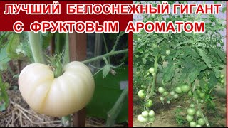 ЛУЧШИЙ БЕЛЫЙ ТОМАТ- ГИГАНТ С КОЖИЦЕЙ КАК БЕЛЫЙ КРЕМ И С ВКУСОМ СВЕЖЕСРЕЗАННОГО АНАНАСА,ДЫНИ,ГУАВЫ.