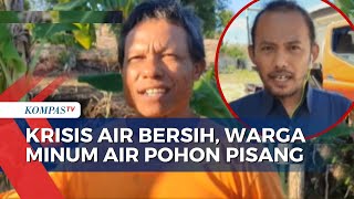 Dampak Kemarau Panjang, Warga Terpaksa Ambil Air Keruh hingga Minum Air Pohon Pisang