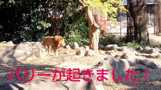 【愛媛県立とべ動物園】ララとイオが嫁入り！その後のライオン達の様子。