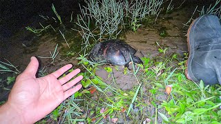 Cheguei de viagem, mas encontrei essa tartaruga sem vida na beira do meu lago...