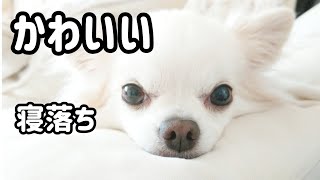 🐶チワワ寝る 寝落ちの瞬間 眠れぬ夜に 癒し犬 Fall asleep Healing dog relaxation nap