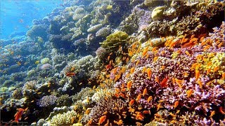 Diving - Dahab 2018 HD