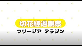 2023年1月 切花フリージア 花持ち試験【経過観察】