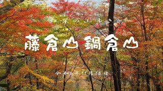 紅葉の藤倉、鍋倉山周回　令和6年11月13日