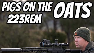 Clear the Oats Pest Control Shooting || 223Rem ATV Hunting Action || New Amarok 4x4 Build Brief