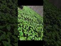 Progress on the scotch bonnet pepper seedlings