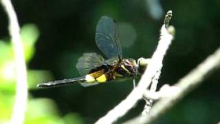 コシアキトンボ  (Pseudothemis zonata)　2009    Video 14