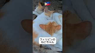 移住地探し中に出会った犬と猫 #フィリピン #フィリピン移住 #国際結婚 #filipino