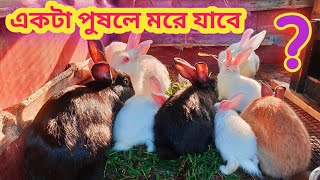 একটা খরগোশ পালন করতে পারি ? | একটা খরগোশ পালন করলে কি হবে ? | Singe Rabbit Farming | Rabbit Video