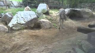 とくしま動物園　シベリアオオカミ「コウゲツ」