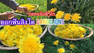 Dandelions#ขี้เหล็กฝรั่ง#ดอกฟันสิงโต#ດອກແຂ້ວສິງໂຕ#สมุนไพรพื้นบ้าน เก็บดอกฟันสิงโตจะเอามาทำชา