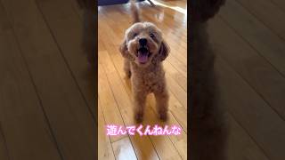 【たけるのつぶやき】🐶#dog #愛犬との時間 #犬犬 #といぷーどる #トイプードル #トイプー #犬 #いぬ #犬のいる生活 #犬好き #犬のいる暮らし #犬動画 #かわいい #愛犬 #いぬいぬ