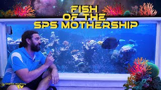 Fish of the SPS Mothership!