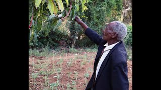 Simion Bett (90) from Kituro,  is a leader in conservation agriculture