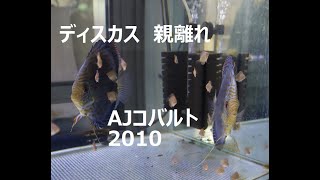 ディスカス 稚魚 親離れ