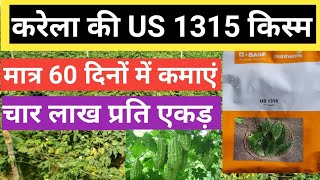 नुन्हेम्स की करेला की US 1315 किस्म।Nunhems Bitter Gourd US 1315 Variety। करेला। करेला यूएस 1315 ।