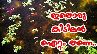 Feeding for Snakehead baby Fishes | വരാൽ കുഞ്ഞുങ്ങളുടെ ചാകര | Fish Farming Kerala | Aviyal Media Das