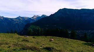 Swiss Alps hiking with cow bell sounds