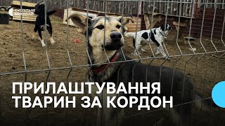 Миколаївські волонтери шукають домівки за кордоном для врятованих тварин