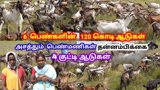 6 பெண்களின் 120 கொடி ஆடுகள் / 4 குட்டி போடும் ஆடுகள் / அசத்தும் பெண்மணிகள் /@tamilvivasayi