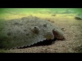 giant turbot fish underwater. Гигантский палтус камбала под водой.