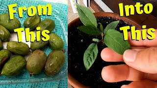 Growing Kiwi From Seed - Issai Cold Hardy Variety