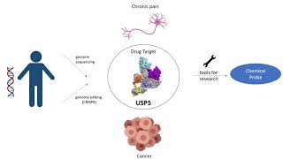 Mandeep Mann: a chemical probe for USP5