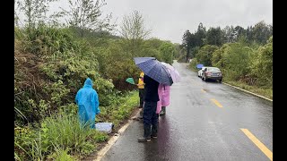 一场大雨，山塘里的鱼冲出几百斤，村民们在水沟抓鱼，抓得真过瘾