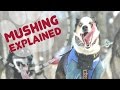 Mushing Explained: Iditarod 2016